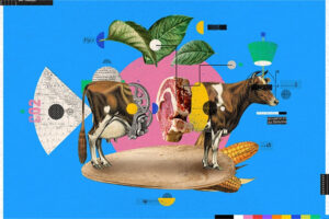 Illustration of a cow cut in half