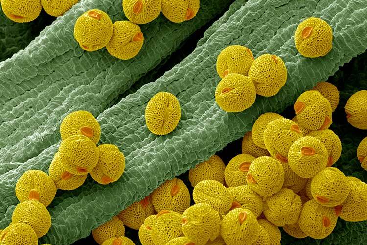 image shows pollen grains