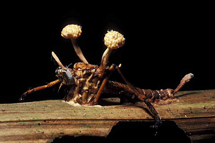 PARASITIC FUNGUS, CORDYCEPS SP, INFESTS AND KILLS INSECT HOST. MANU NP. SOUTHEAST PERU