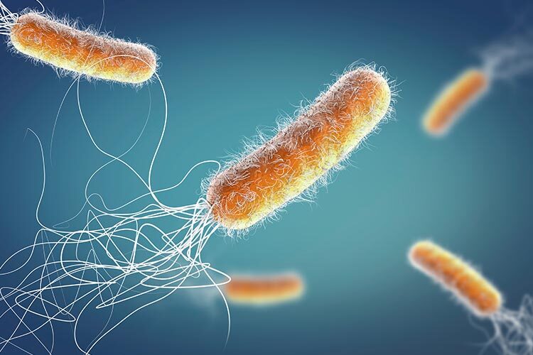 Pictured is a Pseudomonas aeruginosa bacterium, which attacks humans and plants and is resistant to antibiotics.