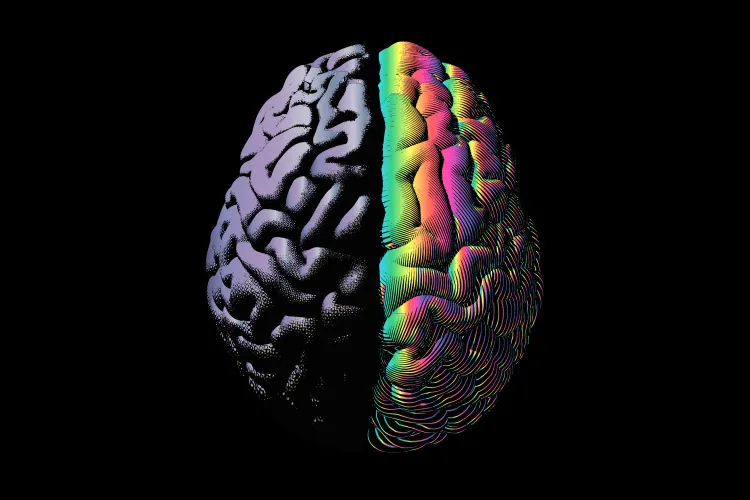 image of the brain in colours