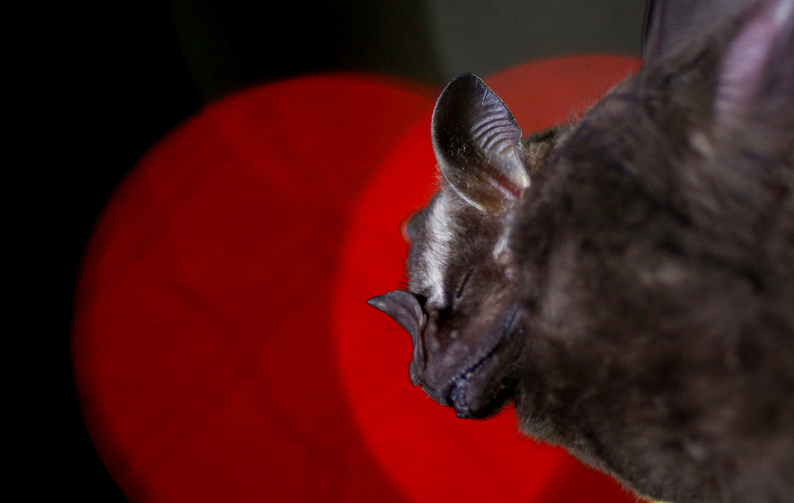 Bat profile