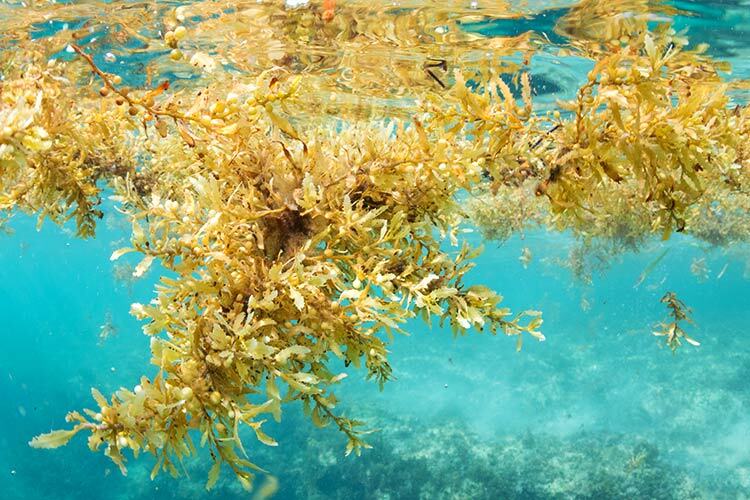 Underwater shot of large clumps of sargassum seaweed floating over a reef.