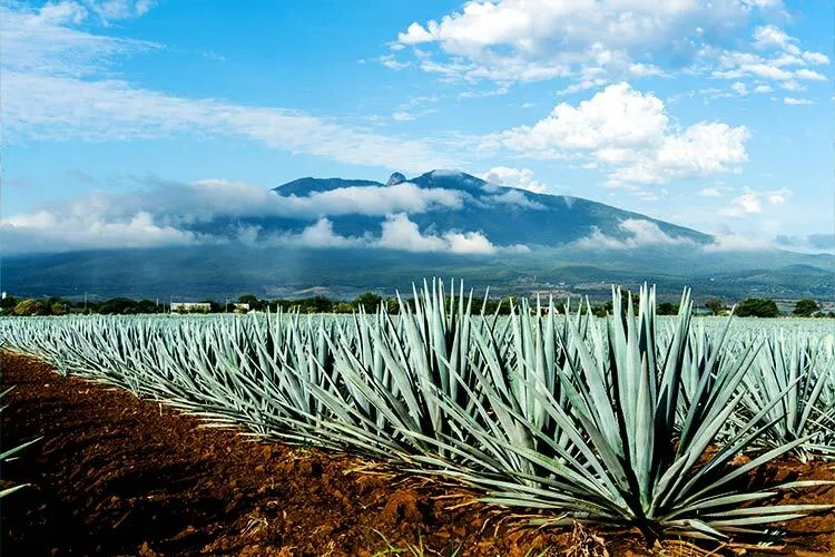 image of agave fields