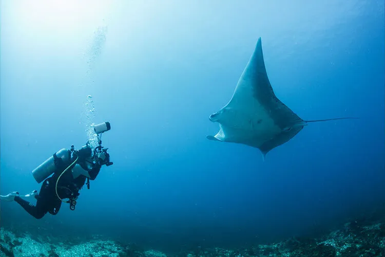 photo of manta rays