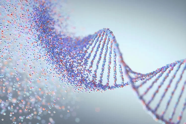 An illustration of the DNA double helix