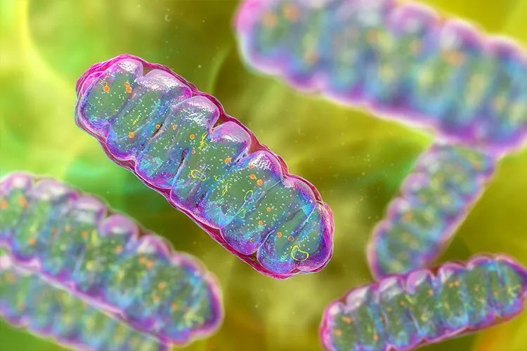 illustration of mitochondria