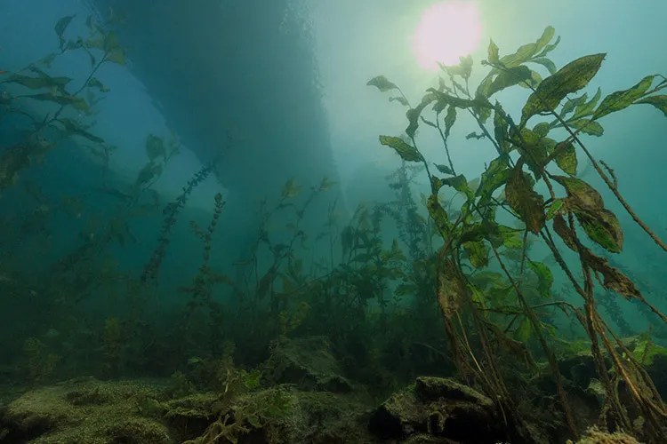 image of wetlands