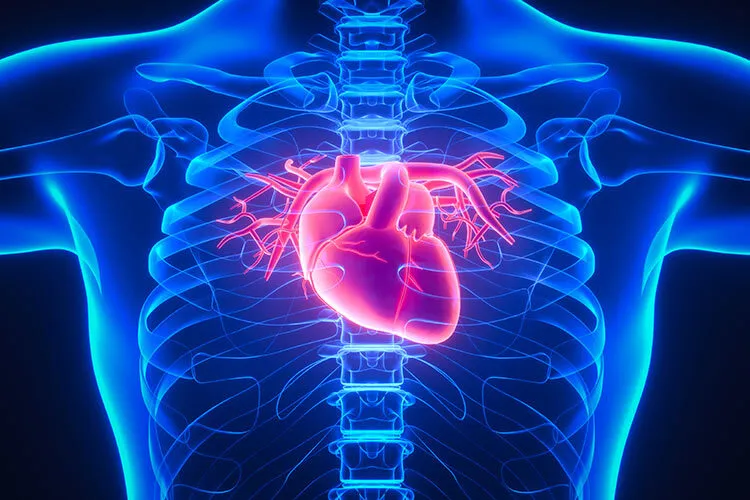 image of a heart inside of a chest