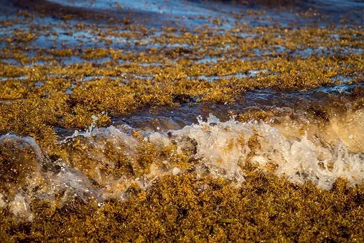 image of sargassum