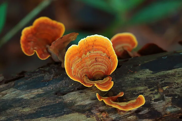 image of fungi in wood