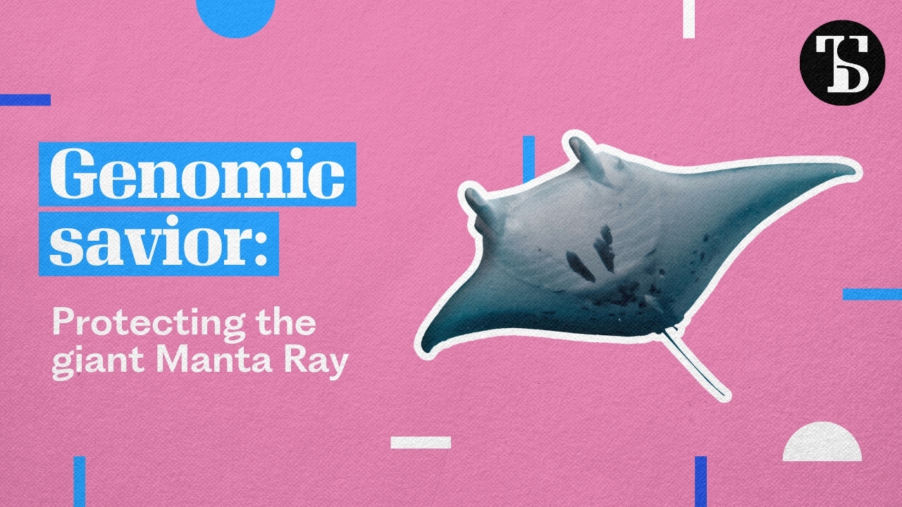 Is there a third species of giant manta ray?