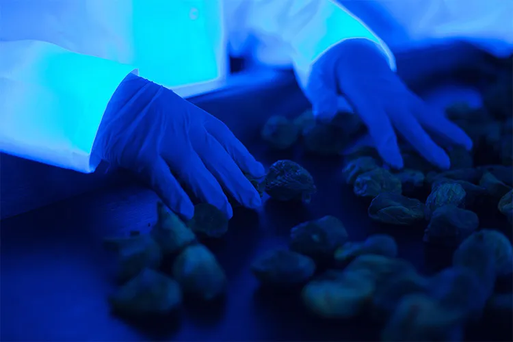 Photograph of vegetables under UV light