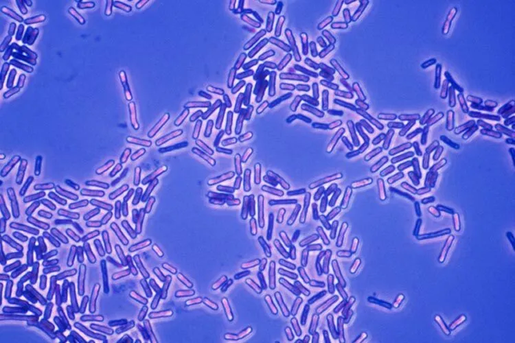 photography of Bacilli bacteria present in artisanal Cotija cheese.