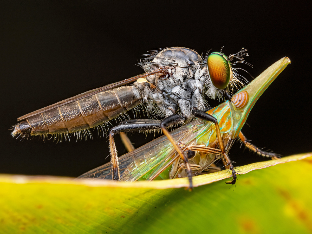 A robber fly catches a leafhopper for early dinner. Photo: Peter Grob, participant in Insects category.  ​​📷 Fly catching a grasshopper ⁣ Category insects⁣ Peter Grob | cupoty.com⁣