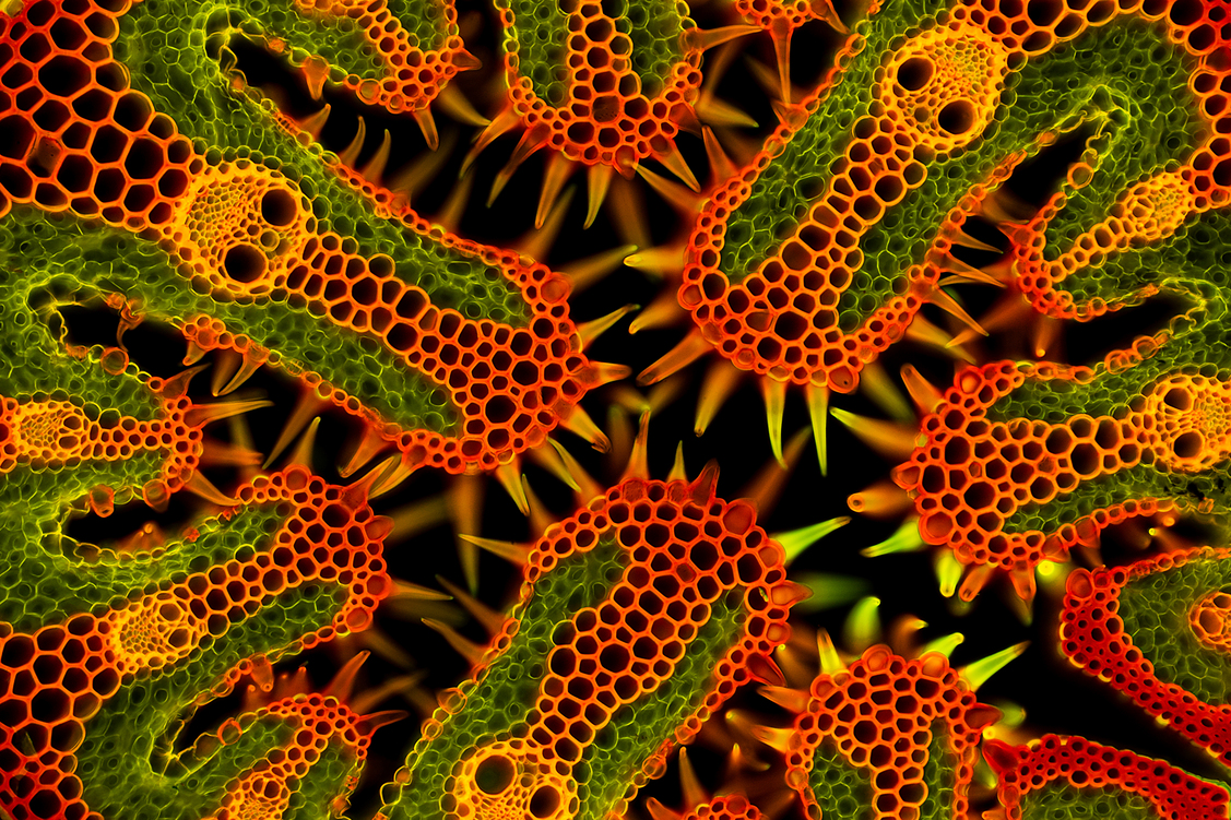A microscopic section of beach grass (Ammophila arenaria), the bushy grass that grows among the sand on beaches. Photo: Gerhard Vlcek, winner in Micro Captions category.  ​​📷 A microscopic cross⁣ Category Micro ⁣ Gerhard Vlcek | cupoty.com⁣