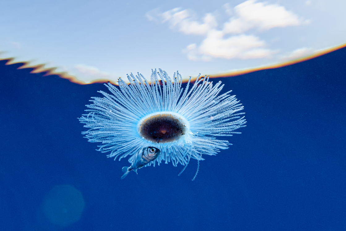 A juvenile fish takes shelter in the open ocean beneath a blue button hydroid (from the same family as jellyfish). Photo: Henley Spiers, participant in Invertebrates category.  ​​📷 A fish takes refuge under a blue button hydroid⁣ Category Invertebrates⁣ Henley Spiers | cupoty.com⁣