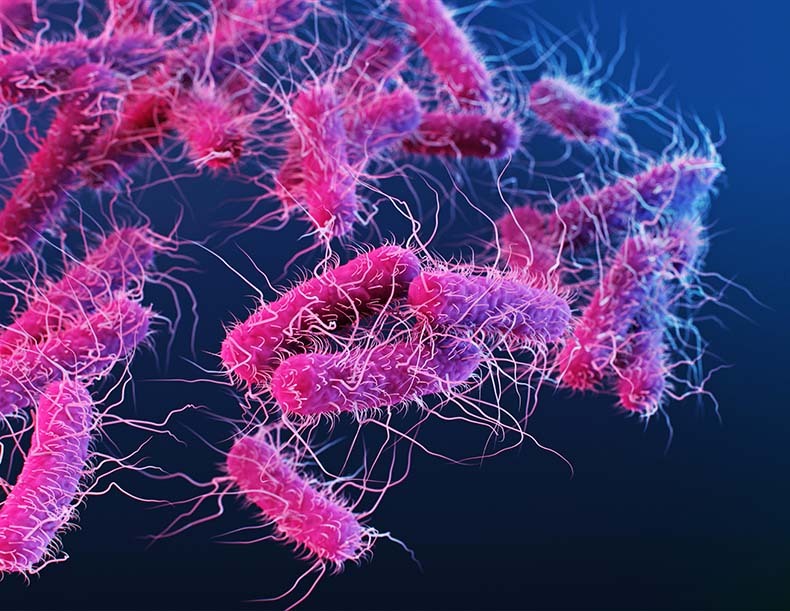 Illustration of Enterobacteriaceae bacteria. Individual bacterium are shown as pink rod shapes with multiple hair-like flagella used for motility. The Enterobacteriaceae family contains over a hundred species including Shigella, Klebsiella, Salmonella and Escherichia coli and can be found in animal guts, water and soil. (Getty Images)