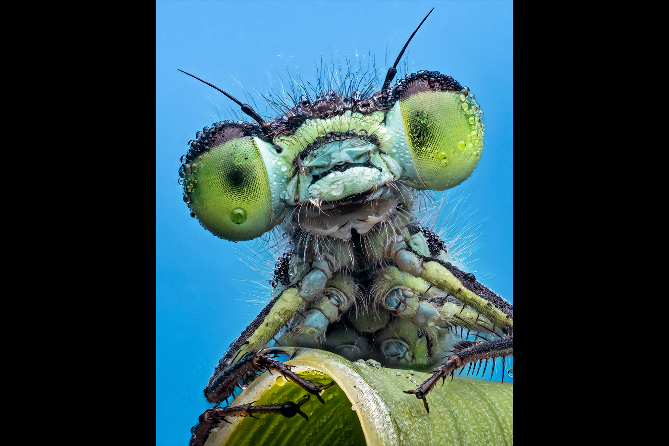 Portrait of a damselfly –very similar to a dragonfly– covered in dew. Photo by Pete Burford, participant in Invertebrates category.

​​📷 Dew covered damselfly⁣ Category Invertebrates⁣ Pete Burford | cupoty.com⁣