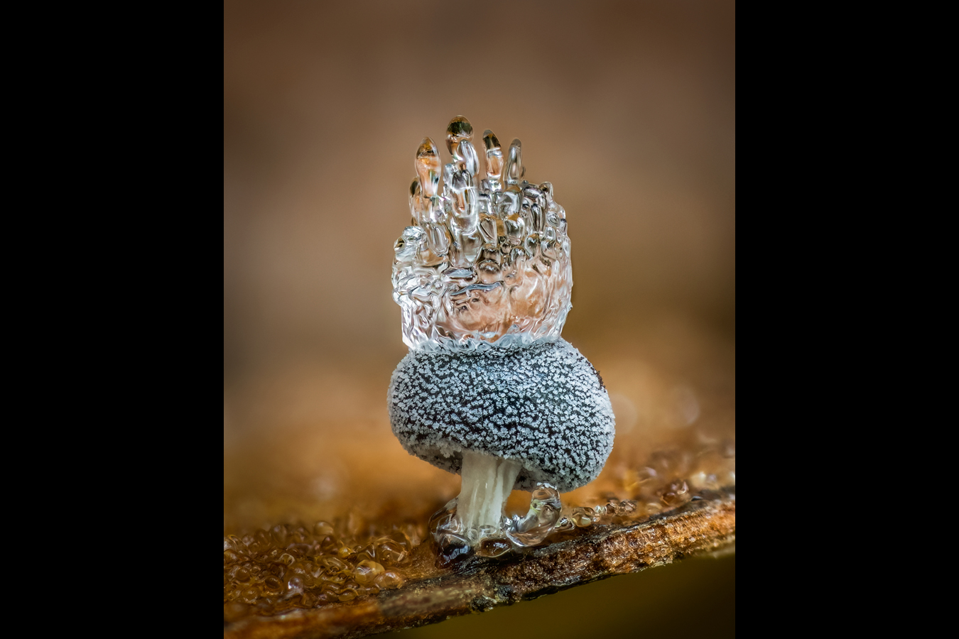 A tiny slime mould (Didymium squamulosum) proudly wears a crown of ice. Photo: Barry Webb, winner in the Fungi category.  ​​📷 A microscopic cross⁣ Category Micro ⁣ Gerhard Vlcek | cupoty.com⁣