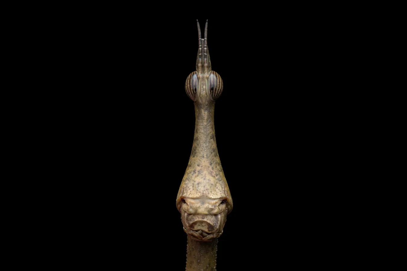 Part grasshopper, part stick insect, this jumping stick (Stiphra) appears to be posing for the camera. Photo: Tibor Molnar, also winner in the Invertebrates category.  ​​📷 Stick insect ⁣ Category Invertebrates⁣ Tibor Molnar | cupoty.com⁣