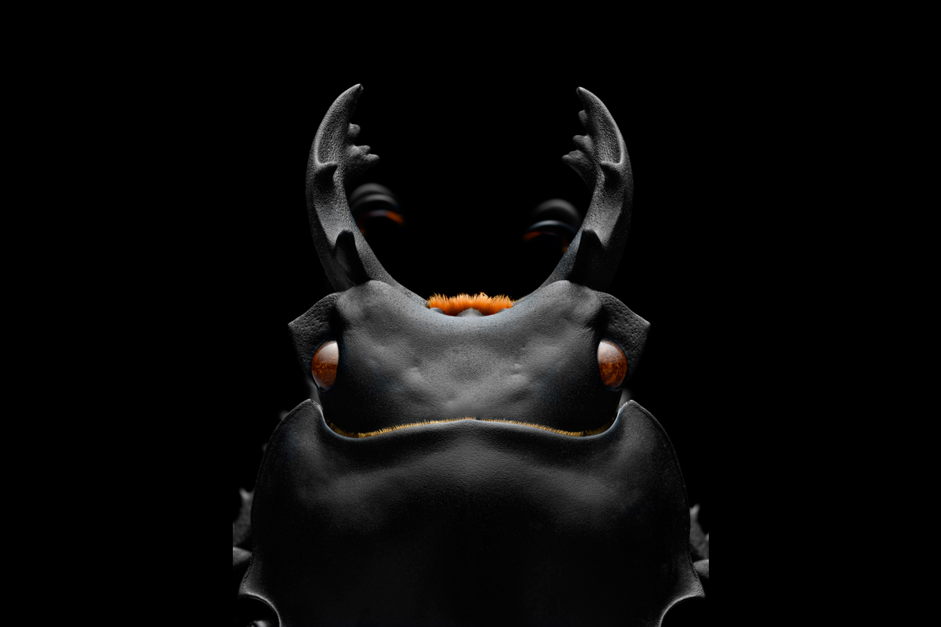 The mighty jaws of a stag beetle (Neolucanus maximus) photographed from a museum specimen. Photo: Yuan Ji, participant in Invertebrates category.  ​​📷 Jaws of a stag beetle ⁣ Category Invertebrates⁣ Yuan Ji | cupoty.com⁣