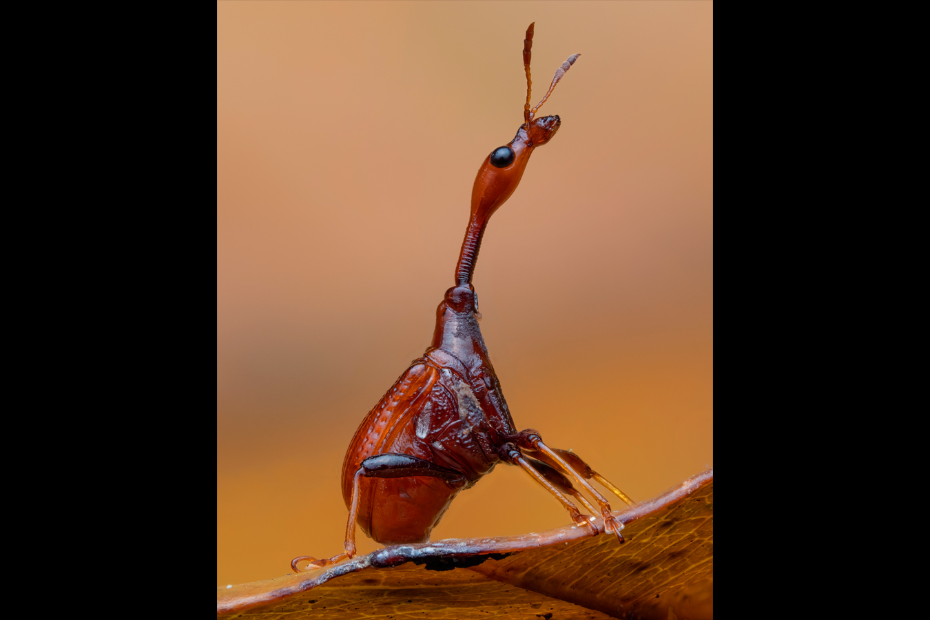 A giraffe weevil sits delicately on a leaf in Malaysia. Photo: Jamie Thorpe, participant in Invertebrates category.  ​​📷 A giraffe weevil sits on a leaf in Malaysia⁣ Category Invertebrates⁣ Jamie Thorpe | cupoty.com⁣