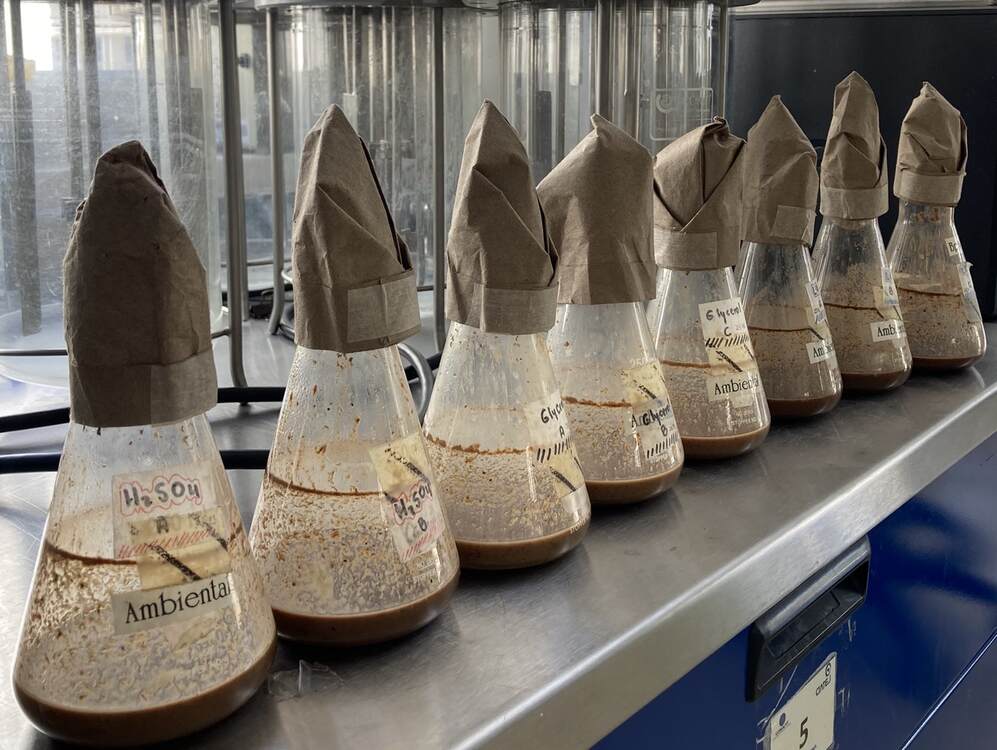 brewer's spent grain experiment