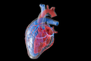 an illustration of a heart