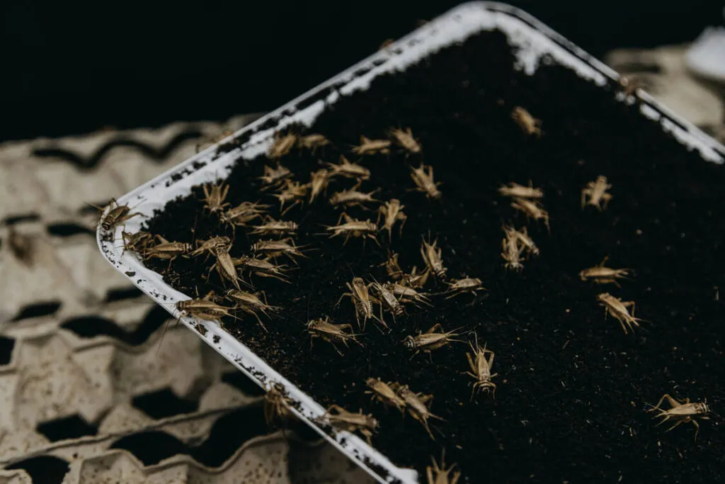 house crickets on a tray