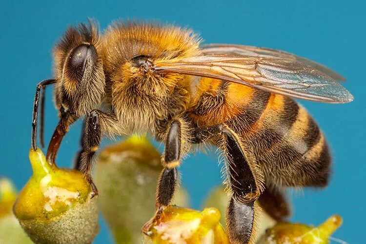 Photograph of a bee on top of a flower