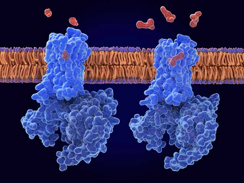 Illustration of morphine (left, red) and fentanyl (right, red) molecules binding to mu-opioid receptors (blue) in a cell membrane. Opioid receptors are found on nerve cells. When pain is detected by the body, endorphins are released and attach to the receptors, starting a reaction that modulates pain perception.