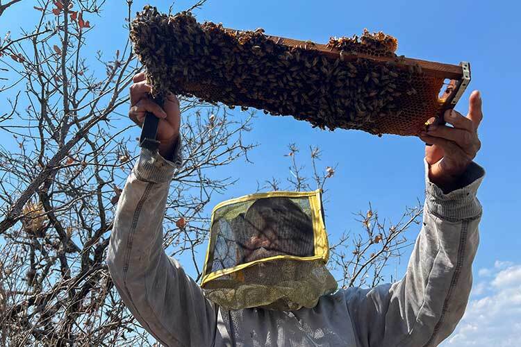 image of a beekeeper in mexico