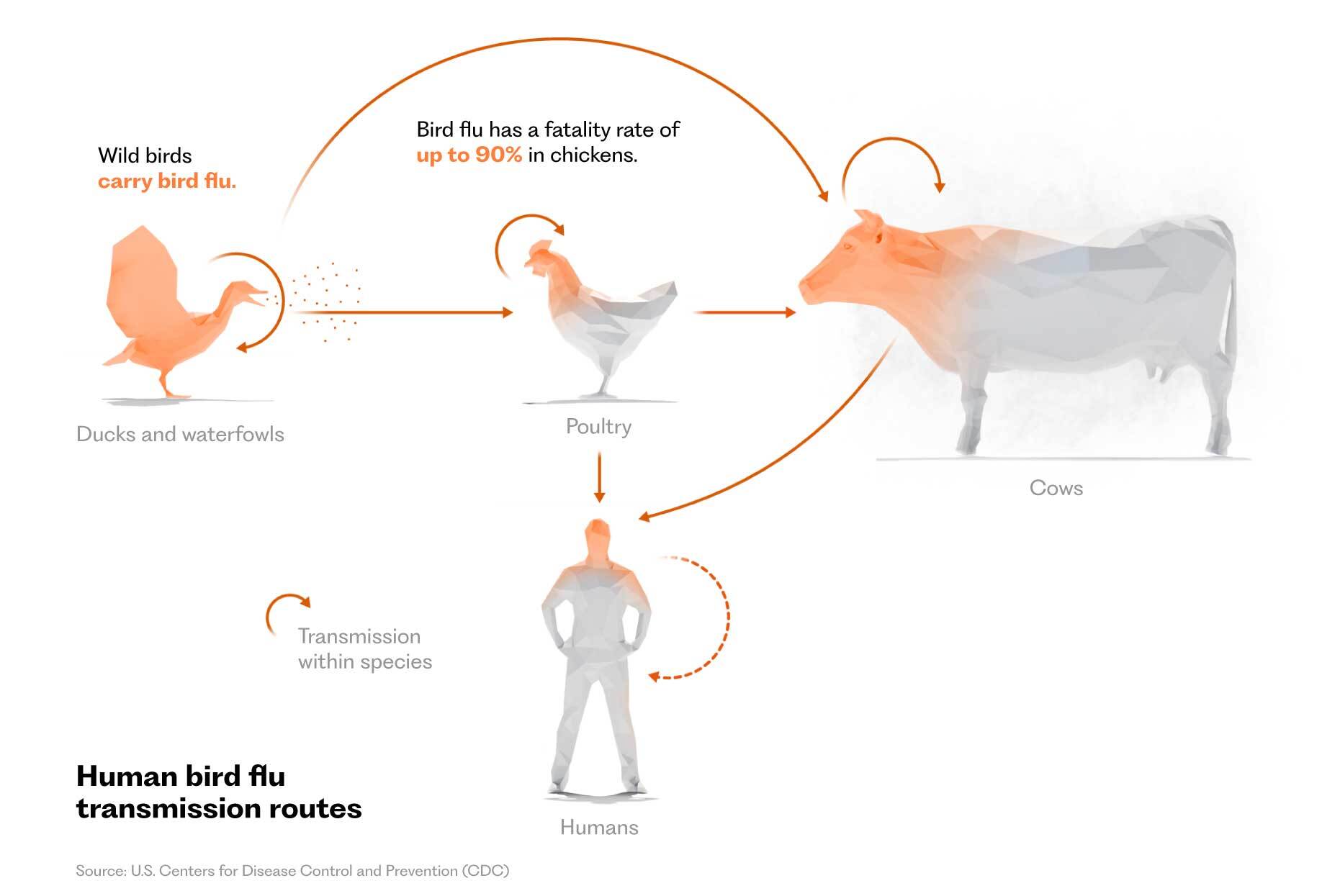 How Can Humans Catch Bird Flu? | TecScience