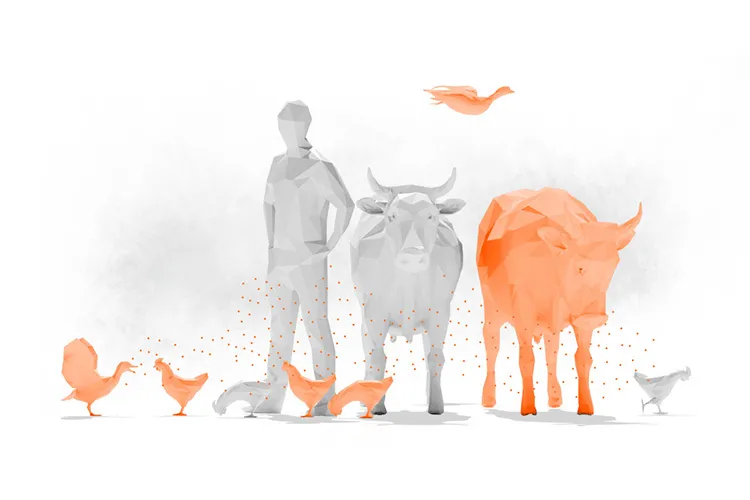 How bird flu is transmitted