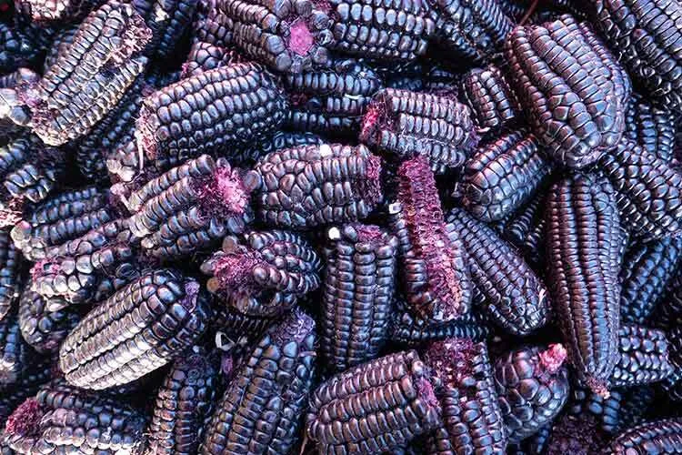 The image shows a close view of numerous cobs of purple maized clustered together. Corn kernels have a deep purple hue, and some cobs have pinkish-purple tufts.