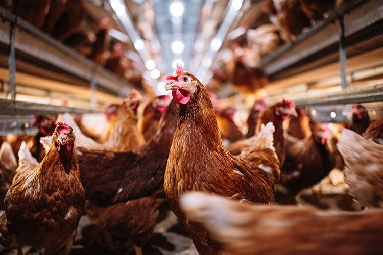 birds and chicken, poultry can spread bird flu