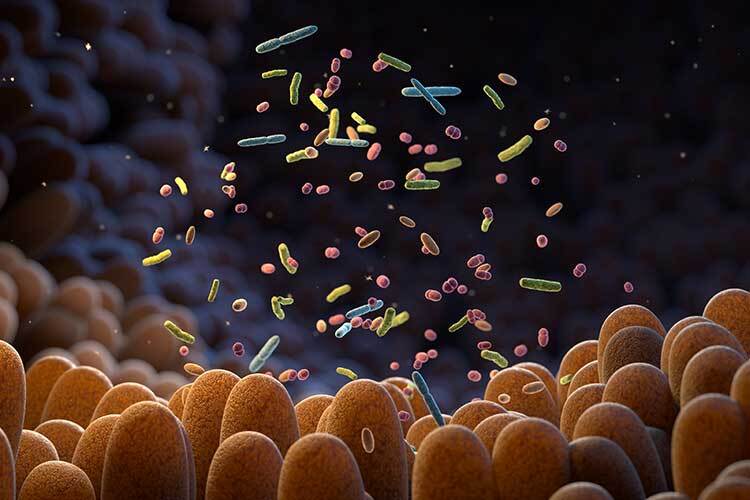 3D illustration of gut bacteria. The gut microbiome