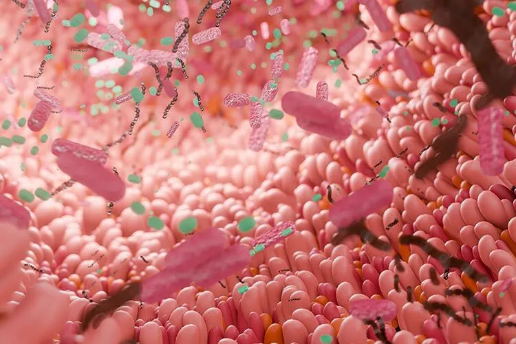 Microbiota illustration