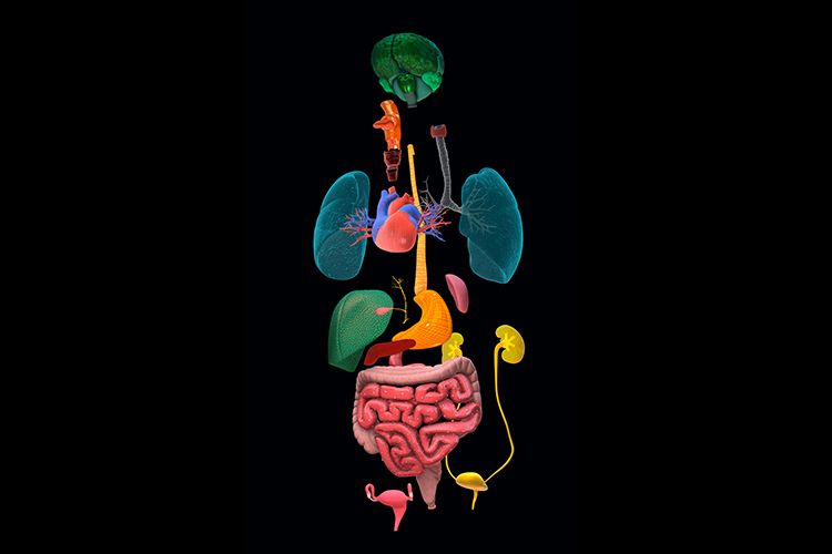 Illustration of a 3D anatomical model of human organs