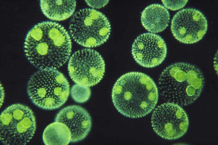 Green algae that multiply in colonies