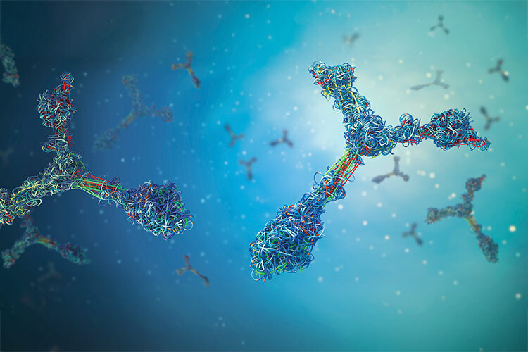 Illustration of antibodies or immunoglobulins.