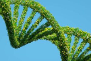 image of a dna plant