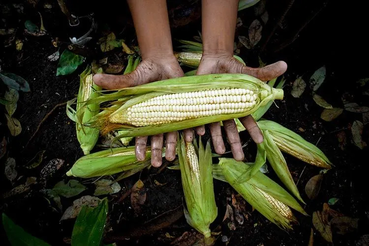 resilience against food insecurity