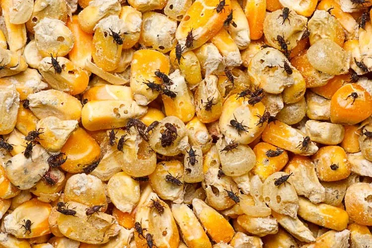 Corn kernels damaged by weevils.