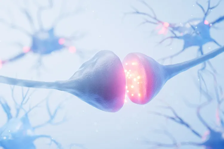 illustration of the synapse between two neurons