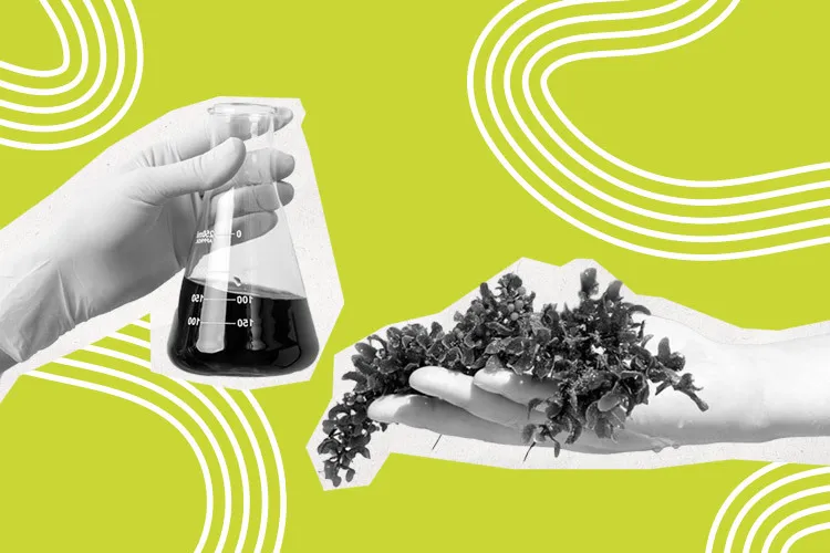 Illustration of Sargassum.