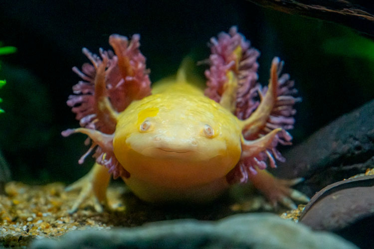 axolotl