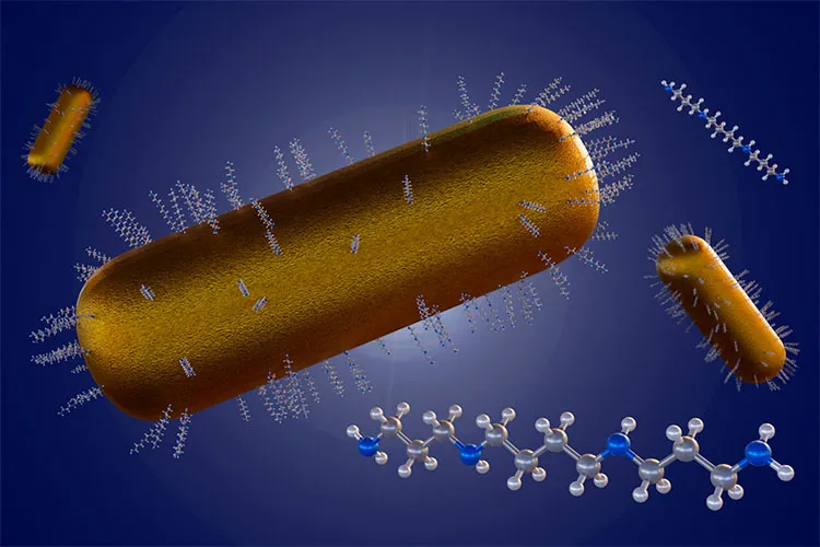 Chains of gold nanoparticles appear in blue and silver in white around heart cells.