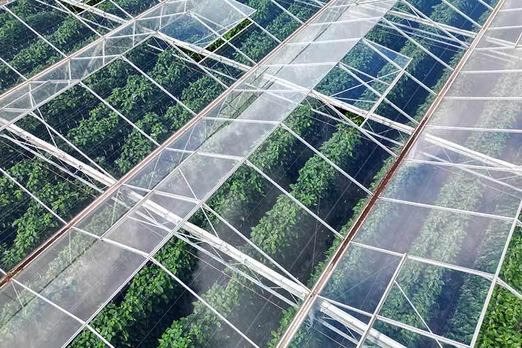 Aerial photo of a group of greenhouses